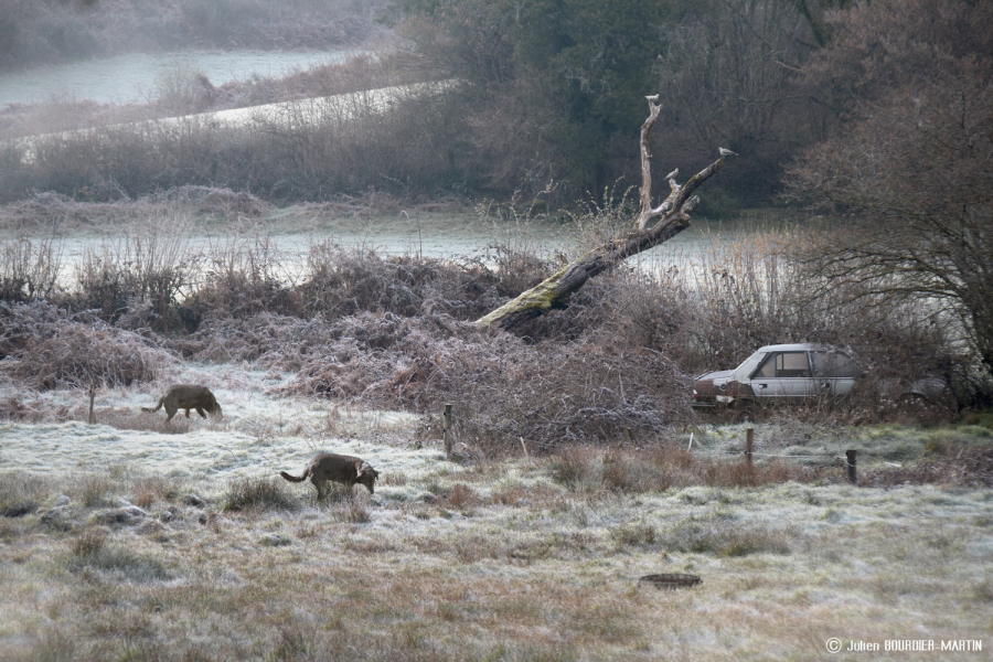 julienbm_l_arbre_penche