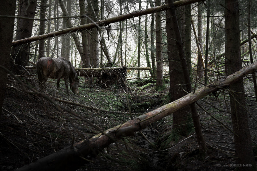 julienbm_la_licorne_noire