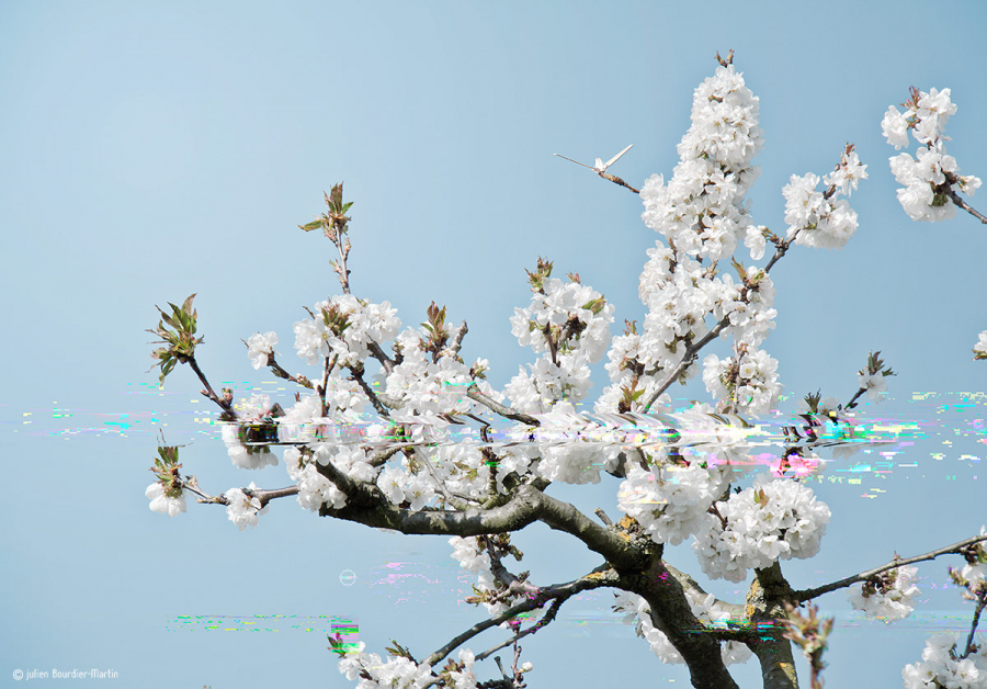 julienbm_le_cerisier
