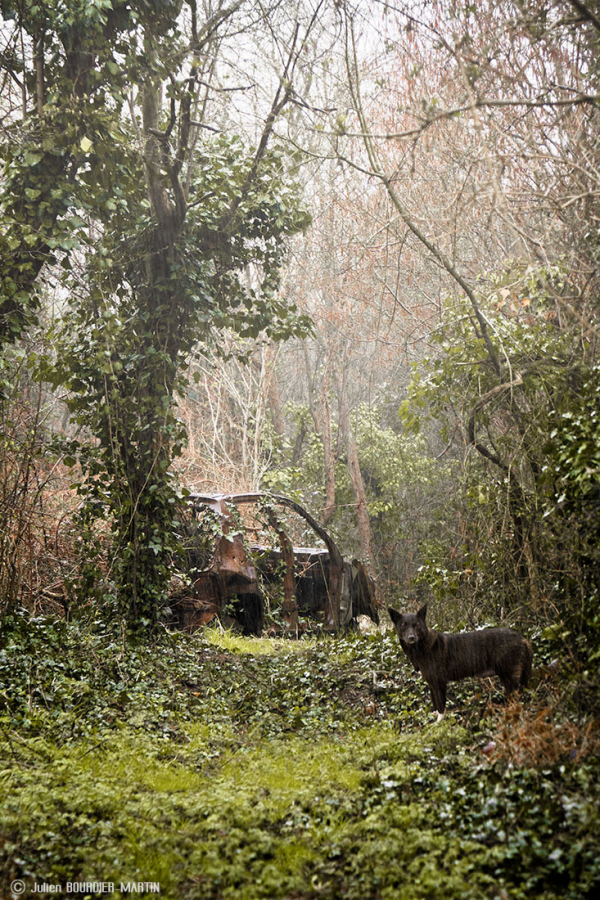 julienbm_le_chien_noir